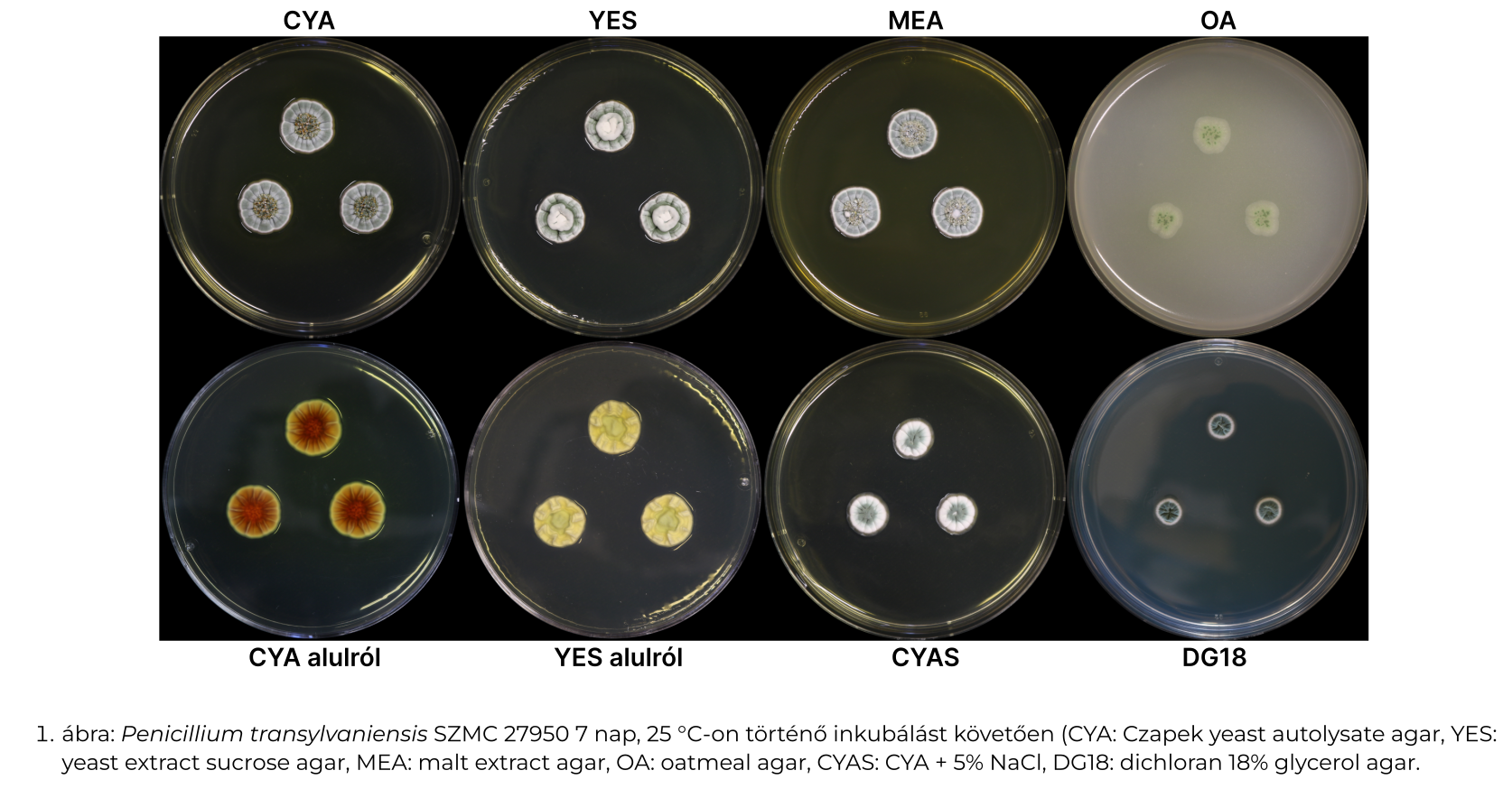 Read more about the article Penicillium transylvaniensis: egy új, sajtról izolált fonalasgomba faj jellemzése