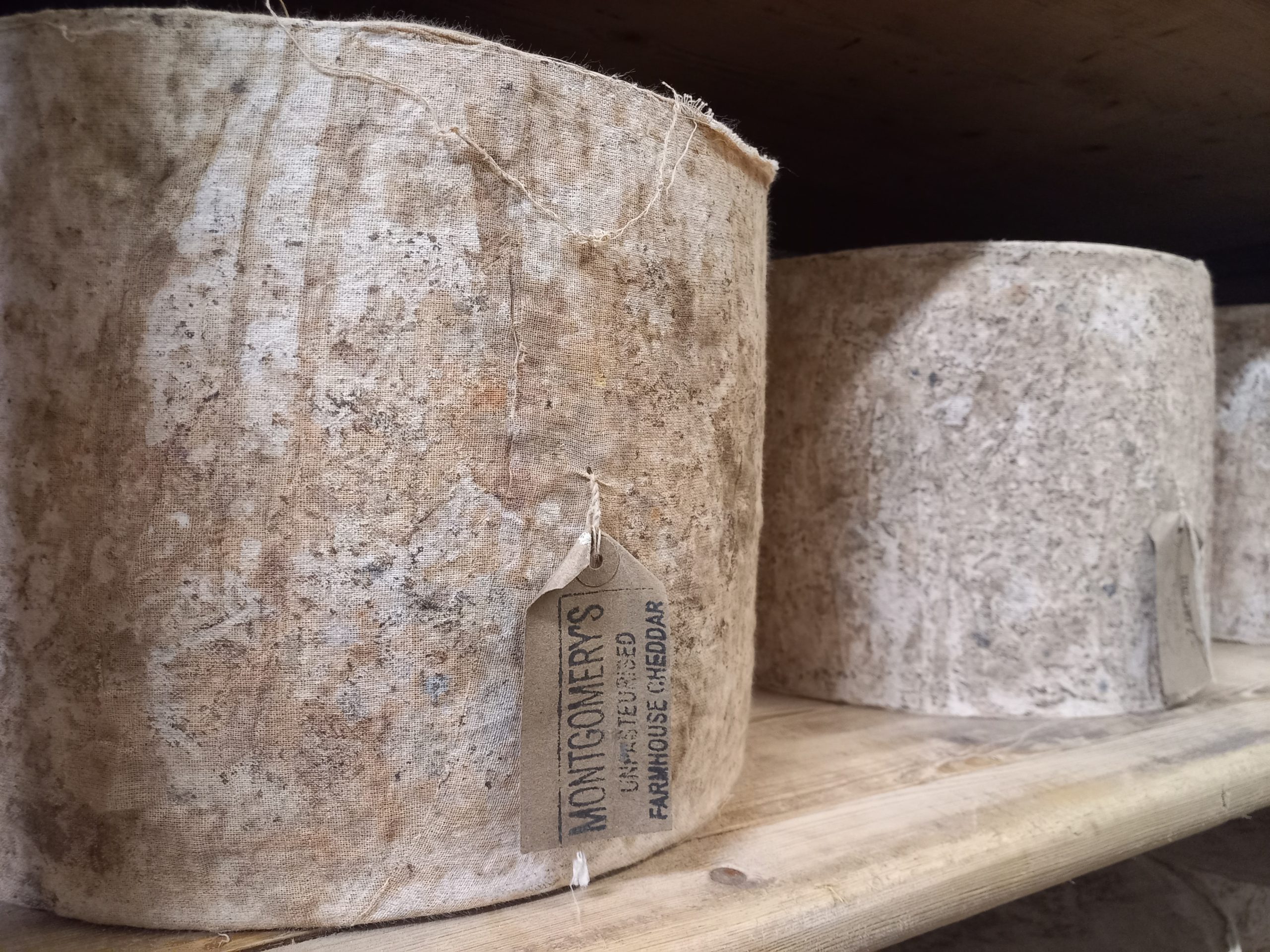 Read more about the article Science of Artisan Cheese konferencia 2024